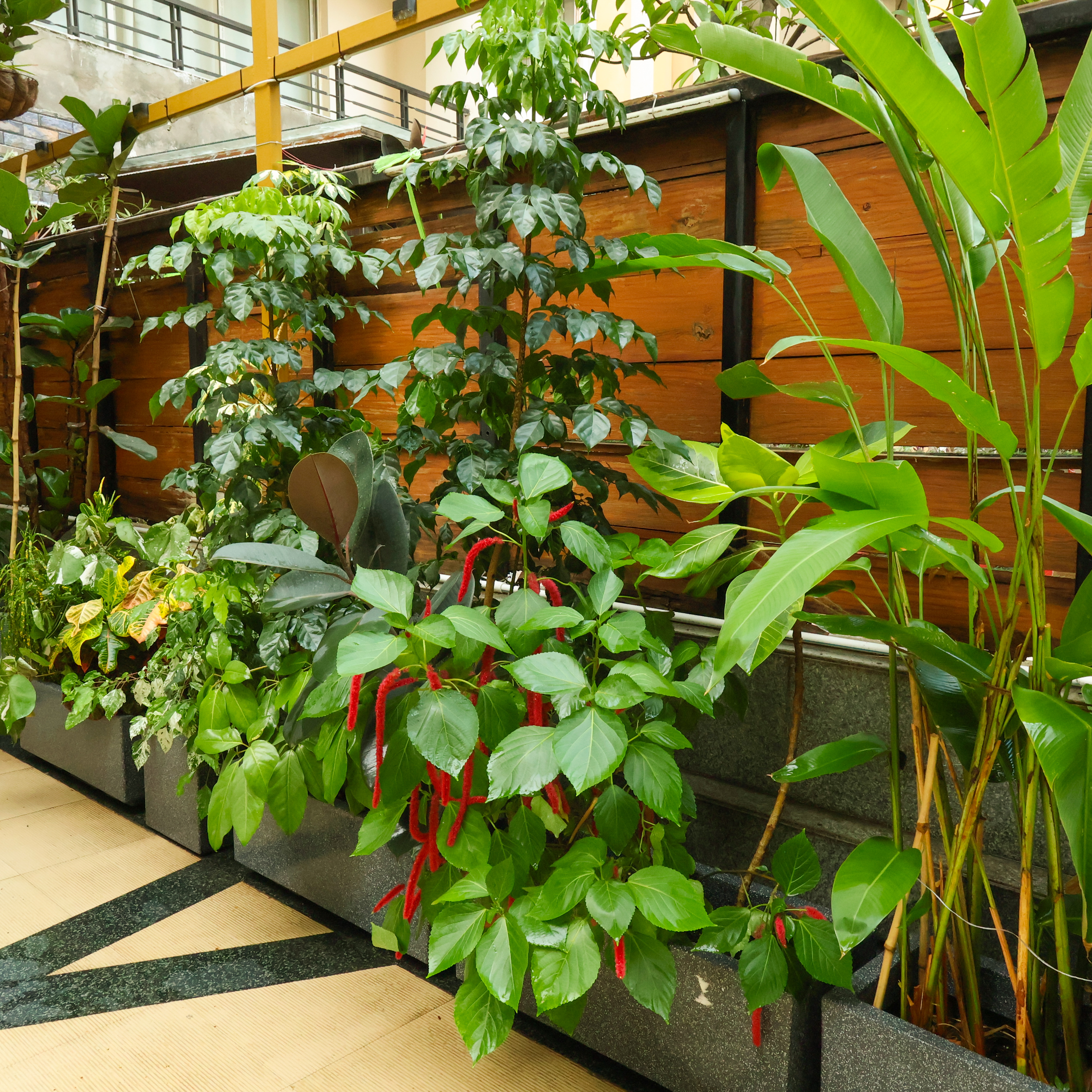 Bromeliad plant
