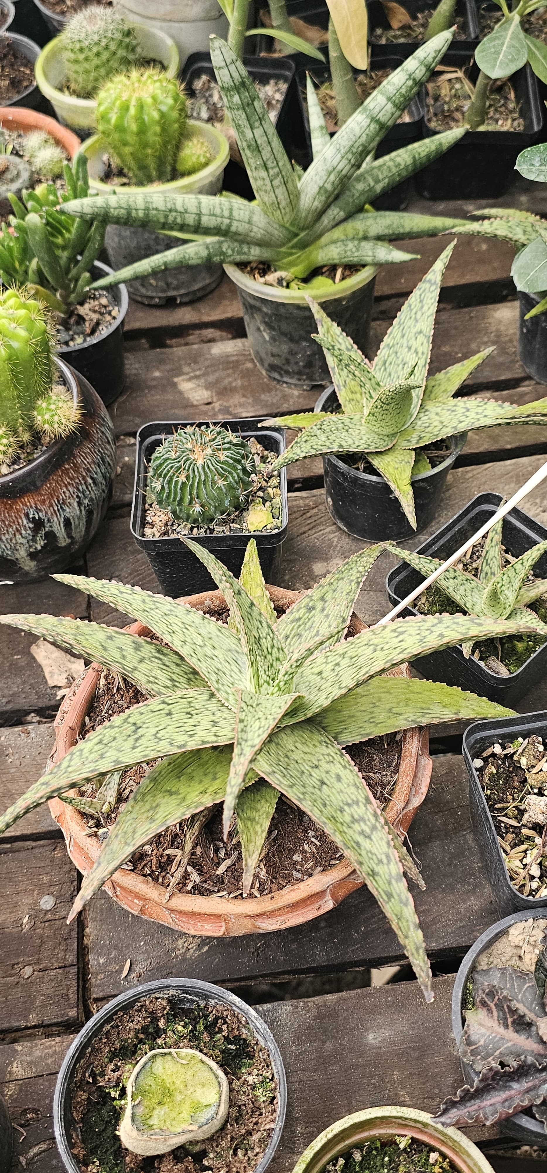 Cactus plant