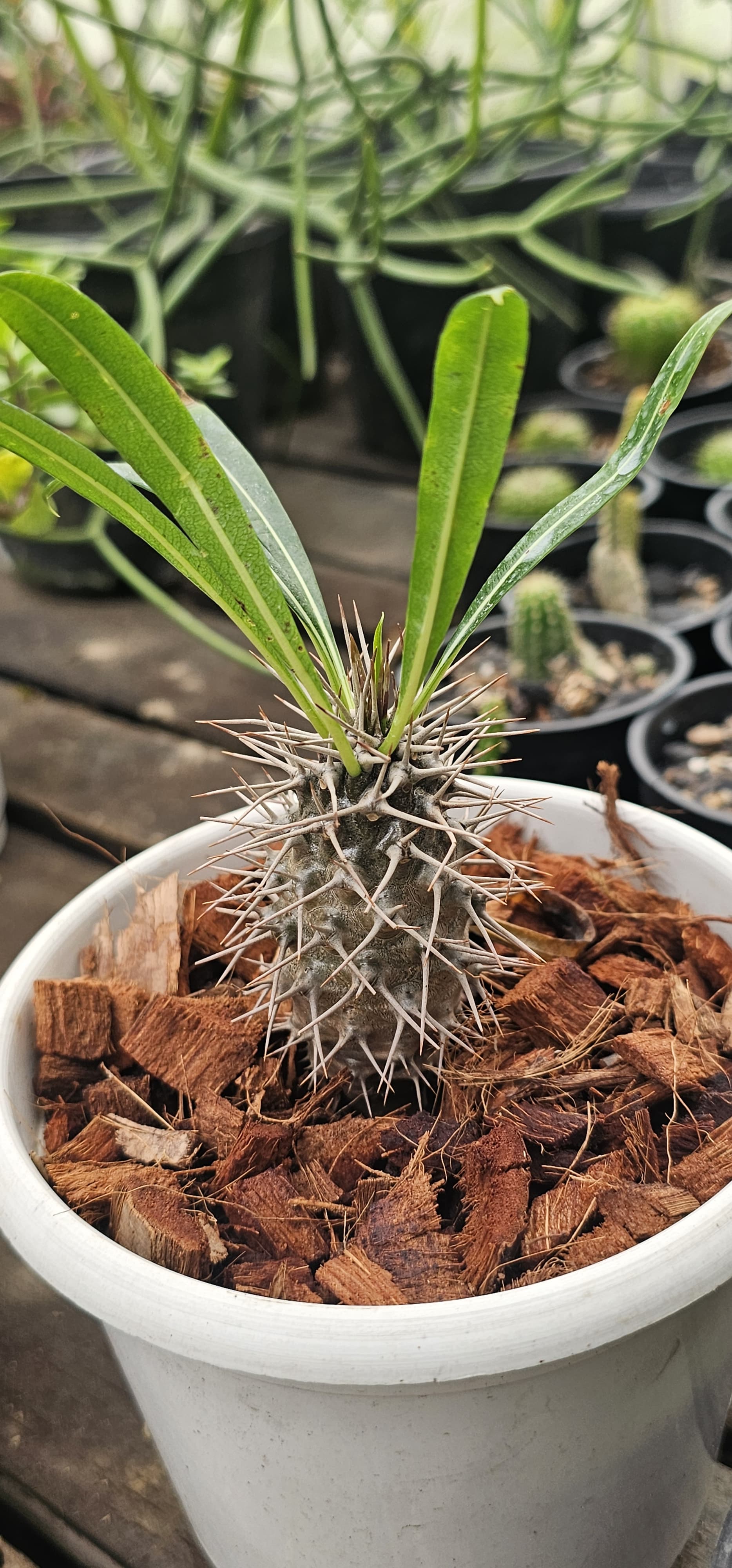 Rare foliage plants